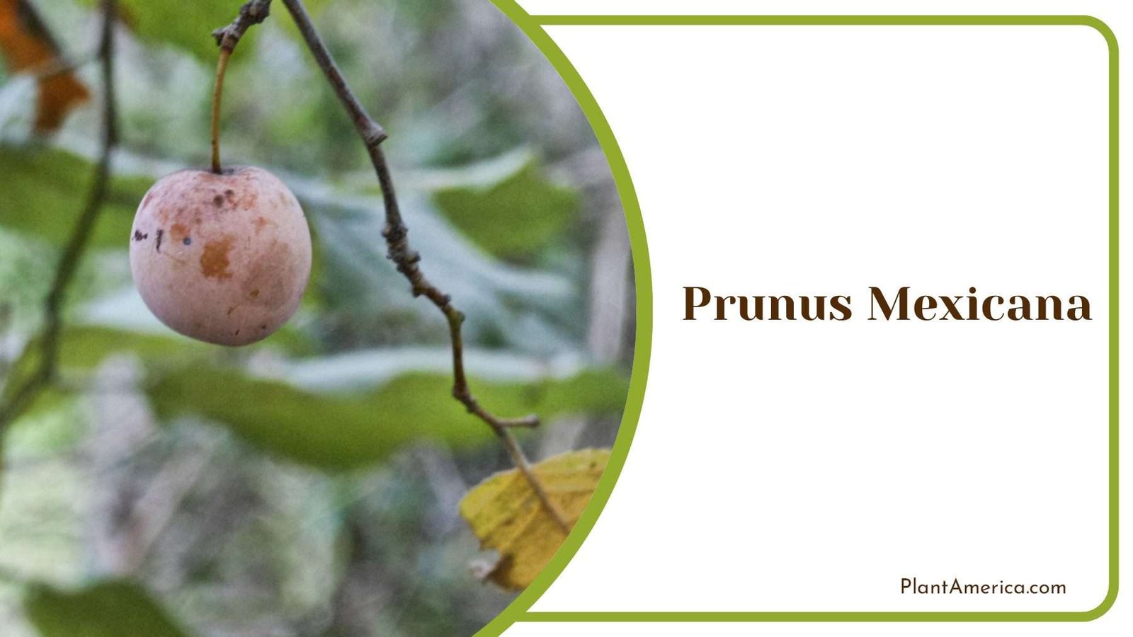Prunus Mexicana Is Growing PlantAmerica