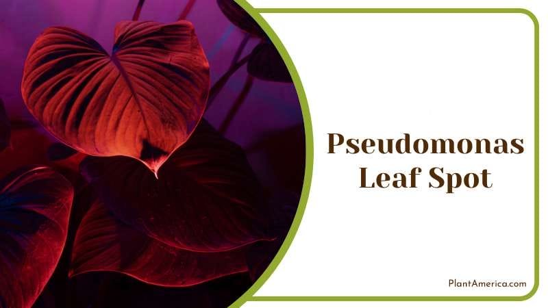 Pseudomonas Leaf Spot Problem PlantAmerica Pseudomonas Leaf Spot Problem PlantAmerica