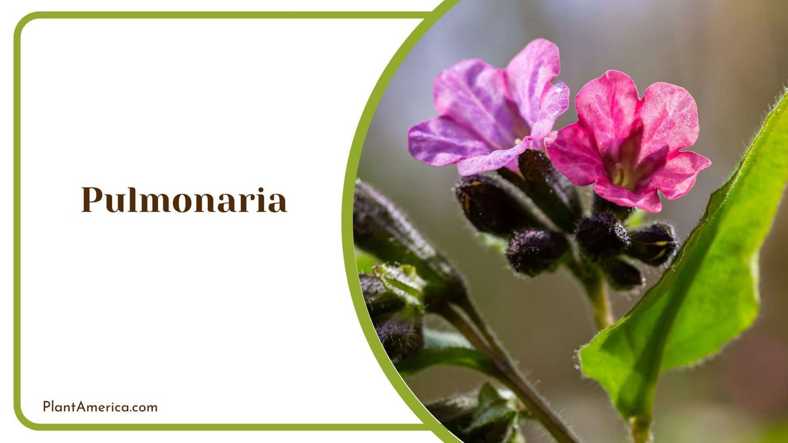 Pulmonaria Plants Plant America
