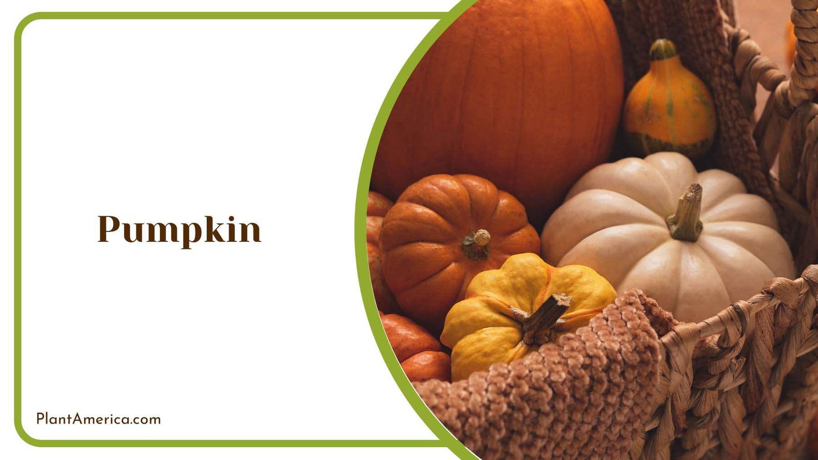 Pumpkin In A Wood Pot Plant America