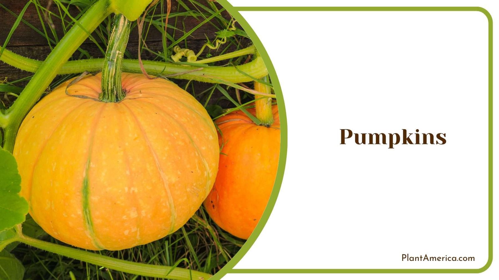 Pumpkin Vines Plant America Pumpkin Vines Plant America