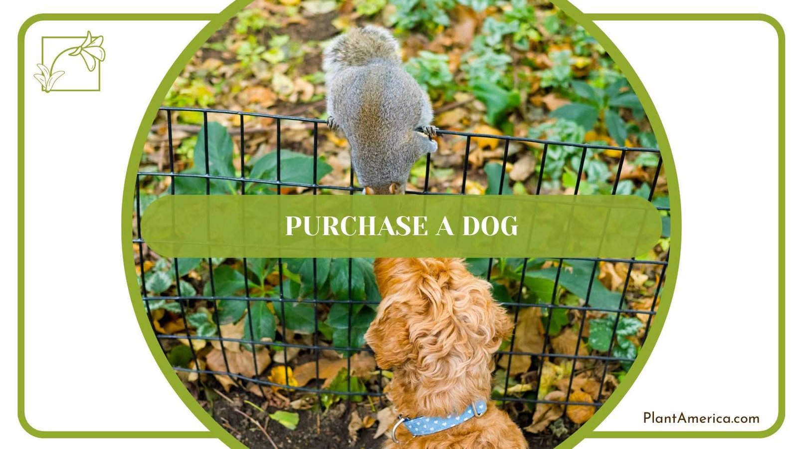Purchase A Dog Plant America