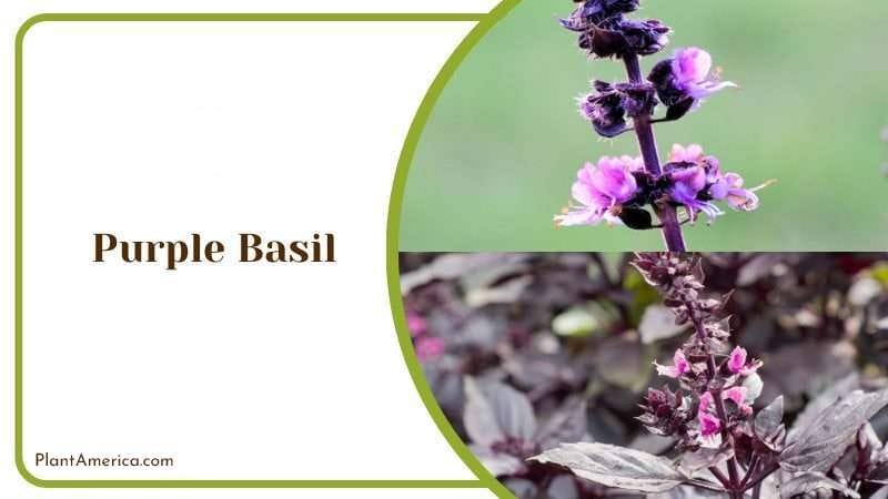 Purple Basil PlantAmerica