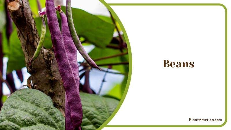 Purple Beans on Plants Plant America Purple Beans on Plants Plant America