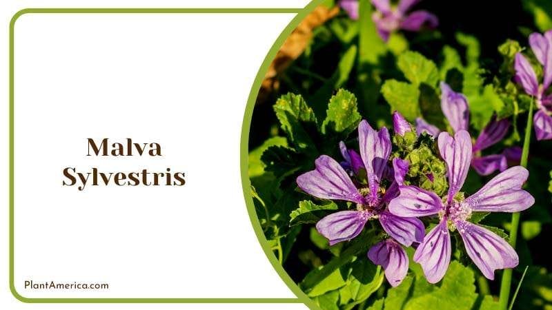 Purple Beauty of Malva Sylvestris Plant America Purple Beauty of Malva Sylvestris Plant America