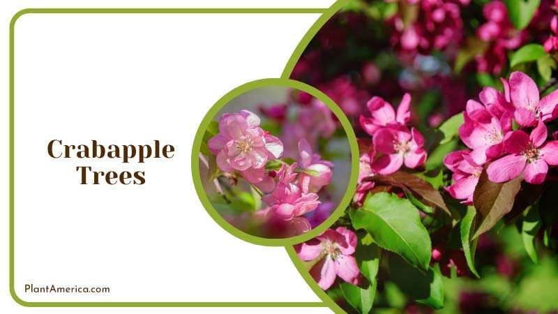 Purple Blossoms on Crabapple Tree Plant America Purple Blossoms on Crabapple Tree Plant America