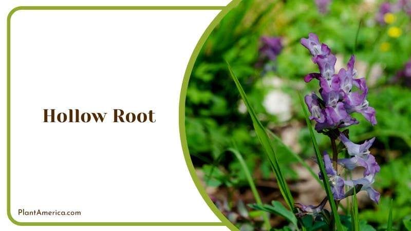 Purple Blue Hollow Root Plant in Green Plant America Purple Blue Hollow Root Plant in Green Plant America