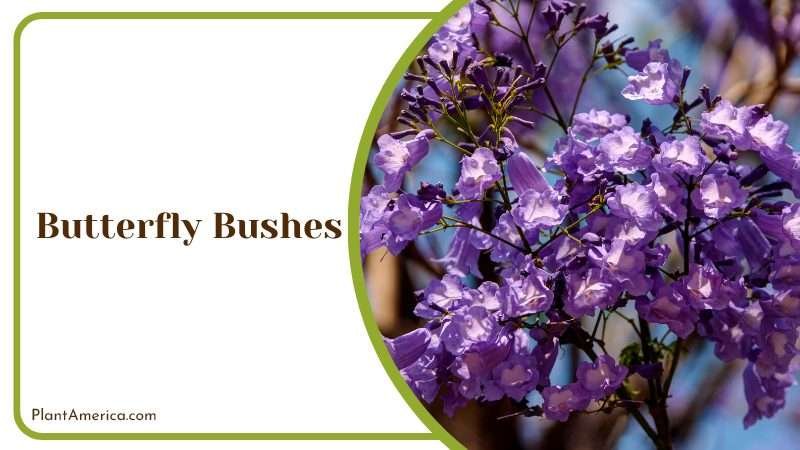 Purple Butterfly Bushes Plant America Purple Butterfly Bushes Plant America