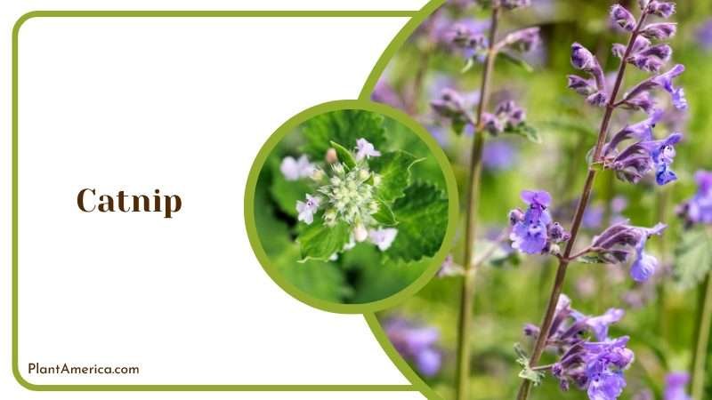 Purple Catnip Flowers Plant America