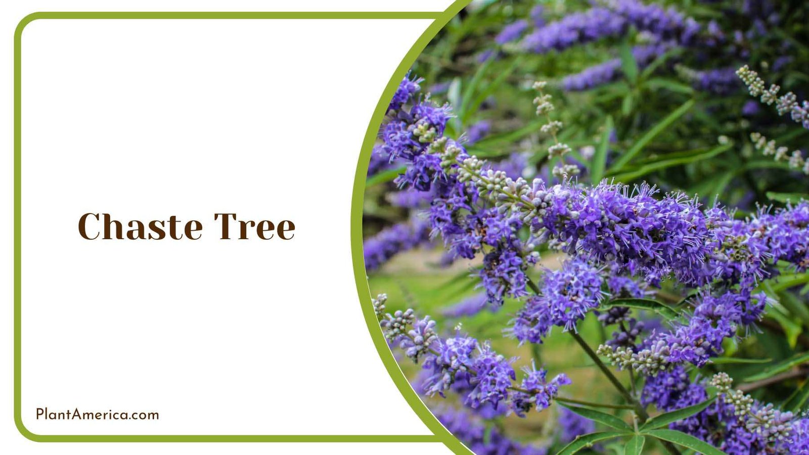 Purple Chaste In The Garden Plant America