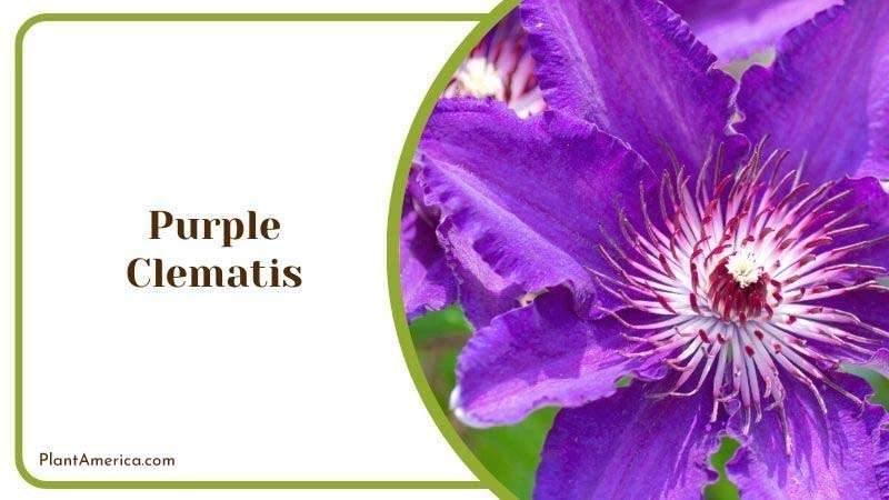 Purple Clematis Plant America