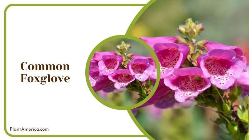 Purple Common Foxglove Plant America