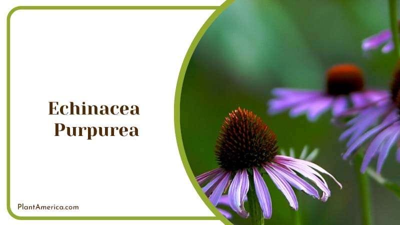 Purple Cone Flower Growing in Garden Plant America Purple Cone Flower Growing in Garden Plant America