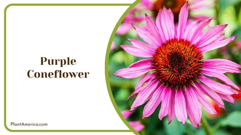 Purple Coneflower Blooms Plant America