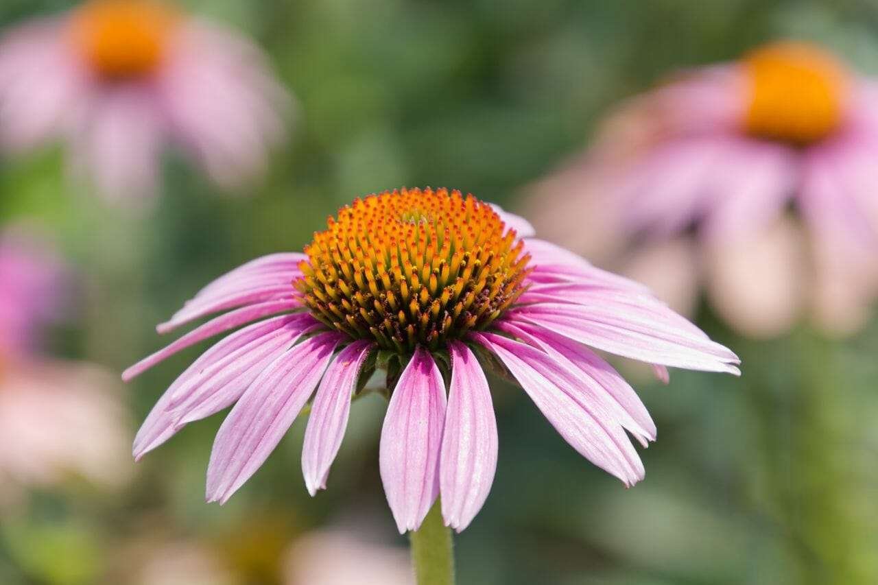 Purple Coneflower Plant America 2