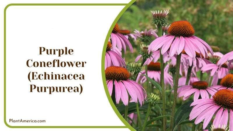 Purple Coneflower Plant America 3