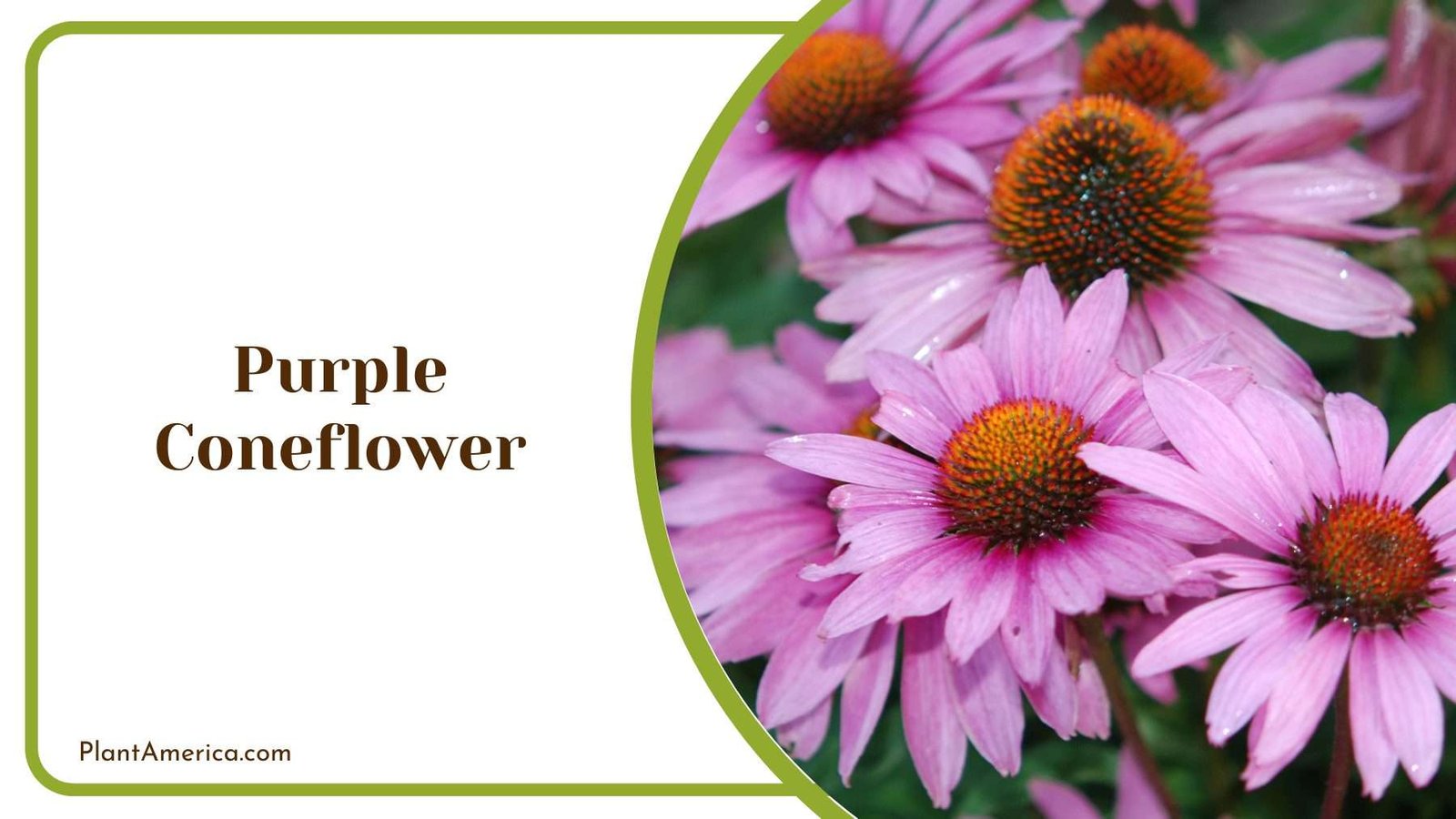 Purple Coneflower Plant America 4 Purple Coneflower Plant America 4
