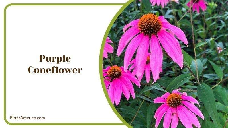 Purple Coneflower Plant America Purple Coneflower Plant America