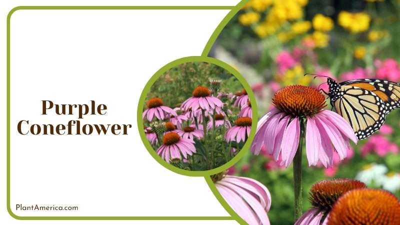 Purple Coneflower Used for medicinal purposes Plant America Purple Coneflower Used for medicinal purposes Plant America
