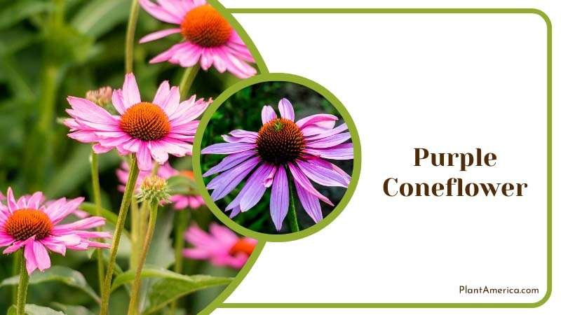 Purple Coneflower in Garden Plant America