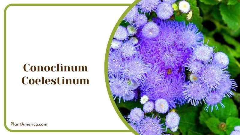 Purple Conoclinum Coelestinum Flower Plant America