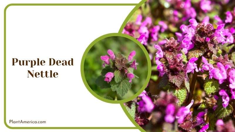 Purple Dead Nettle Herb Plant America Purple Dead Nettle Herb Plant America