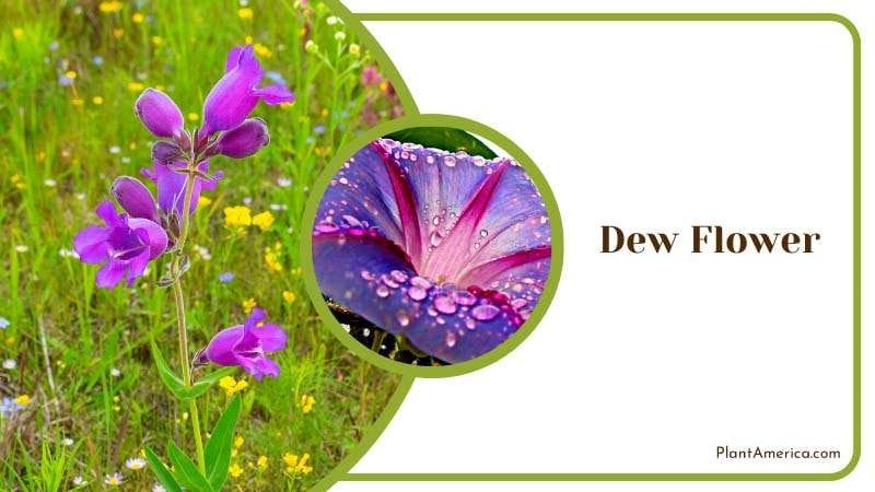 Purple Dew Flower Blooming Plant America Purple Dew Flower Blooming Plant America