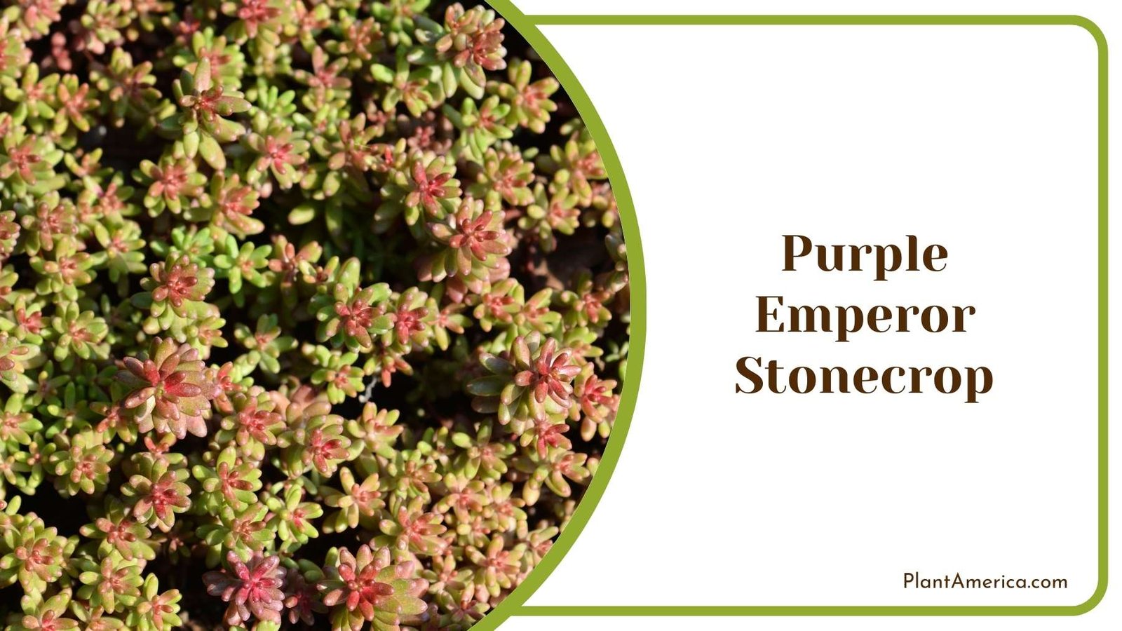 Purple Emperor Stonecrop Bush Plant America