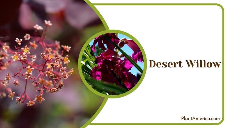 Purple Flower of Desert Willow Plant America