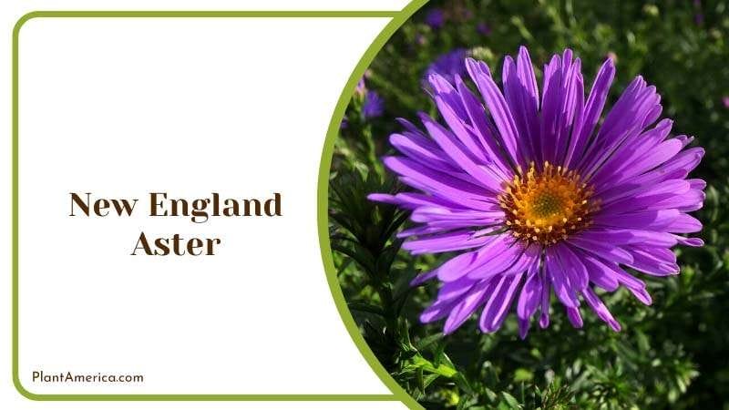 Purple Flower with Seeds of New England Aster Plant America