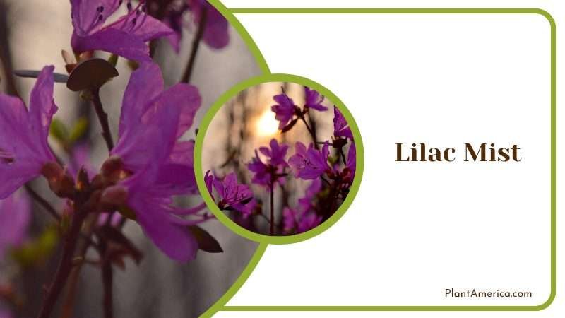 Purple Flowers of Lilac Mist Plant America Purple Flowers of Lilac Mist Plant America