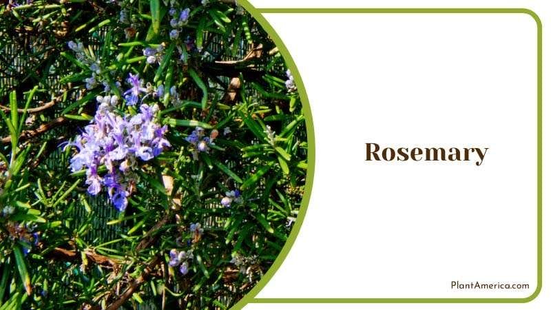 Purple Flowers of Rosemary PlantAmerica Purple Flowers of Rosemary PlantAmerica