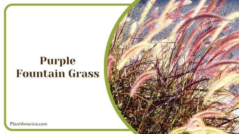 Purple Fountain Grass Plant America