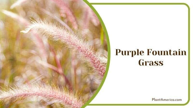 Purple Fountain Grass PlantAmerica 1