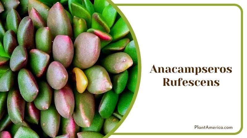 Purple Green Anacampseros Rufescens Plant America Purple Green Anacampseros Rufescens Plant America