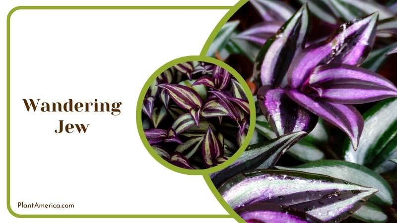 Purple Haze Wandering Jew Plant America