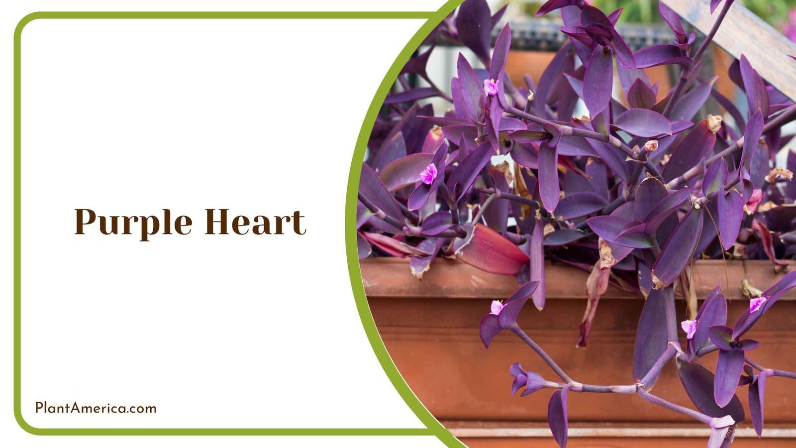 Purple Heart Flowers Plant America