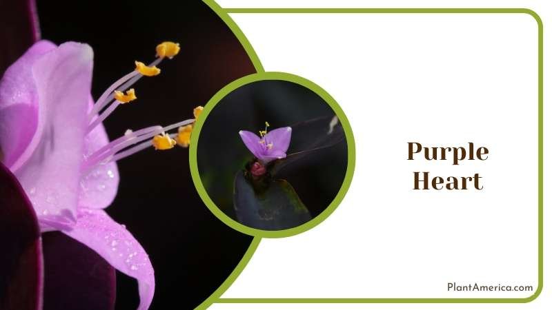 Purple Heart Plant America Purple Heart Plant America