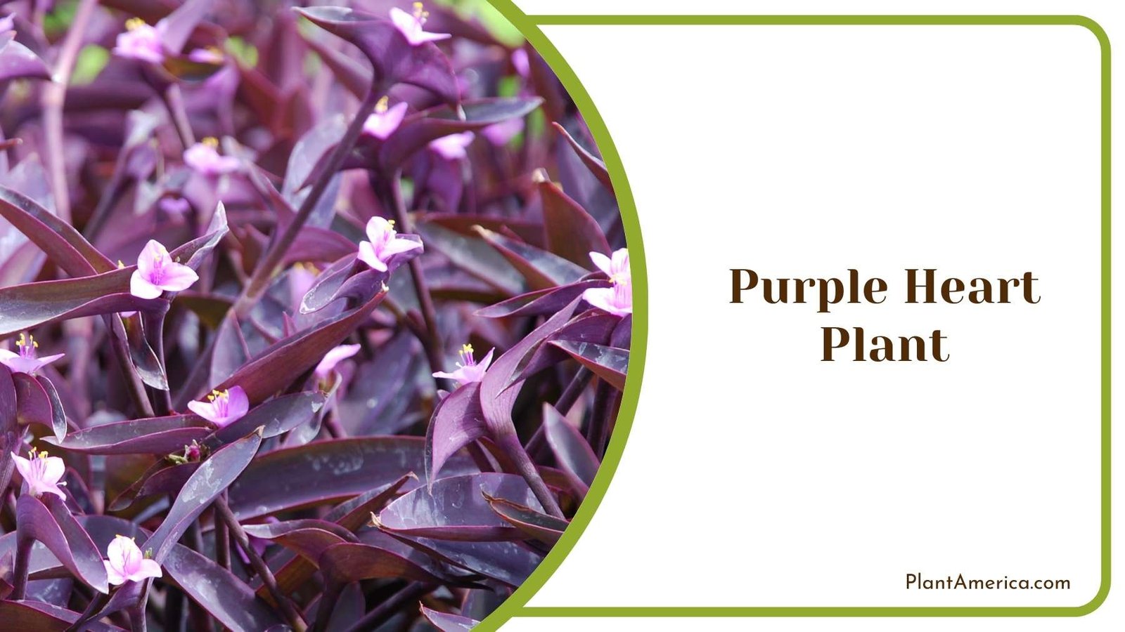 Purple Heart Plant Plant America