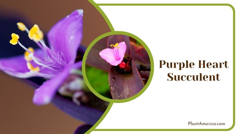Purple Heart Succulent Plant America Purple Heart Succulent Plant America