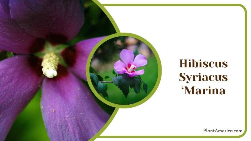 Purple Hibiscus Syriacus Marina Plant America Purple Hibiscus Syriacus Marina Plant America