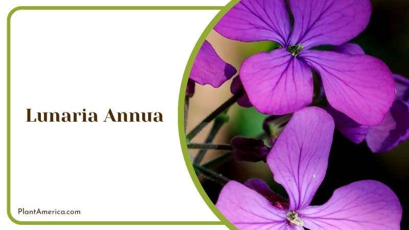 Purple Honesty Lunaria Annua Plant America Purple Honesty Lunaria Annua Plant America