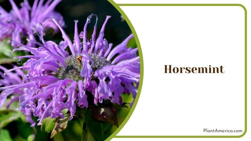 Purple Horsemint Flower Plant America