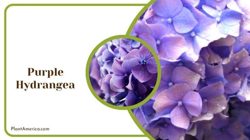 Purple Hydrangea Flowers Plant America