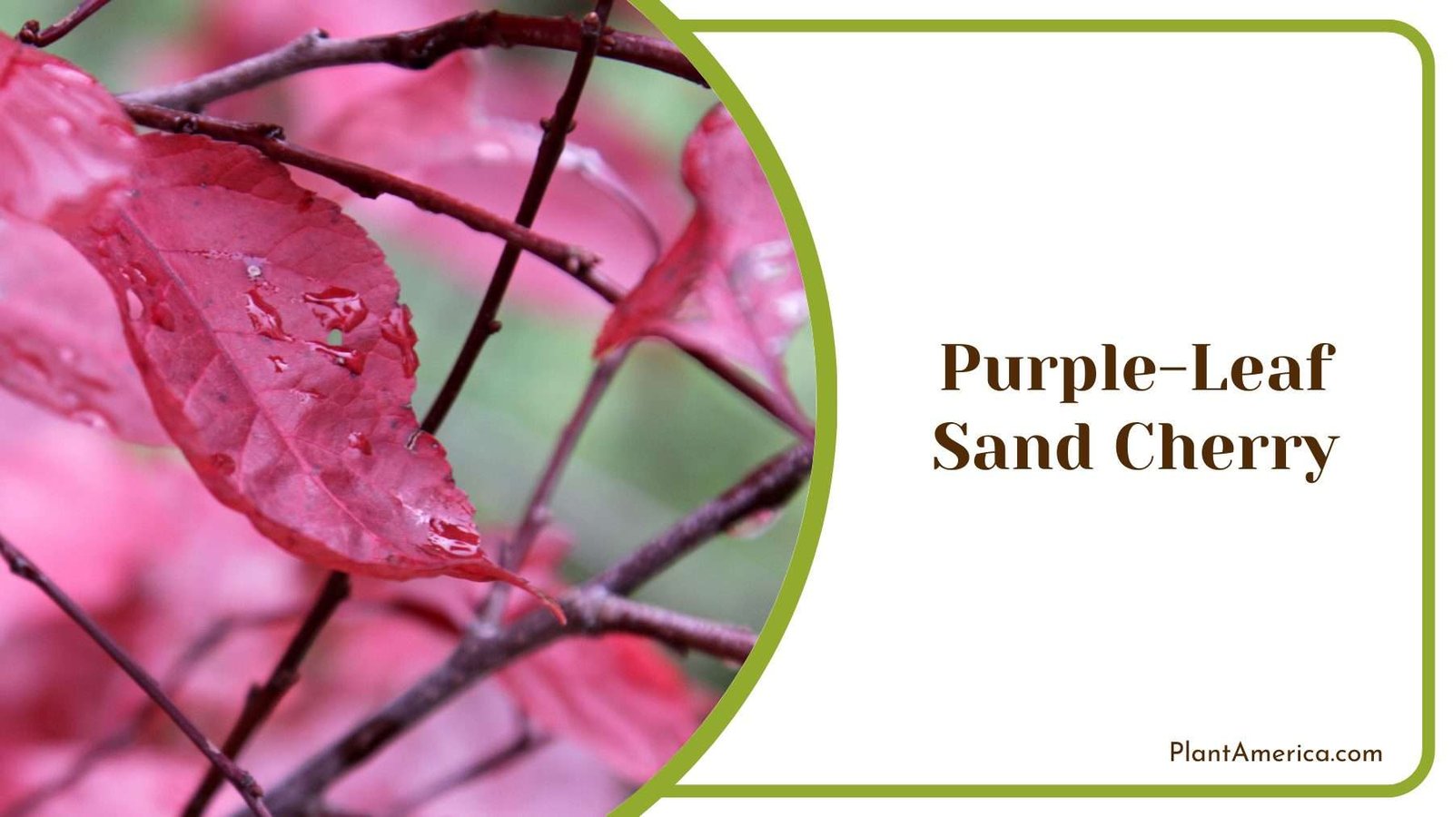 Purple Leaf Sand Cherry Plant America