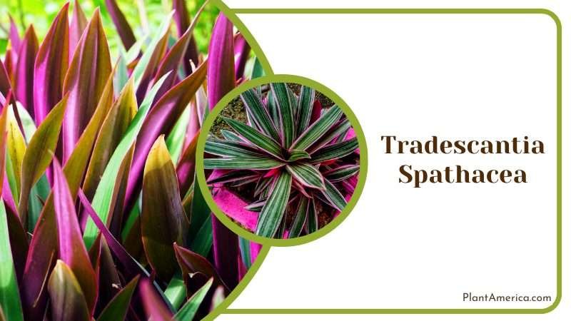 Purple Leaves Tradescantia Spathacea Plant America