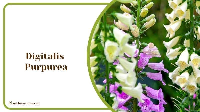 Purple Majesty of Digitalis Purpurea Plant America