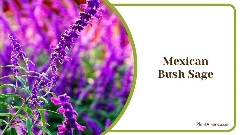 Purple Mexican Bush Sage Plant America