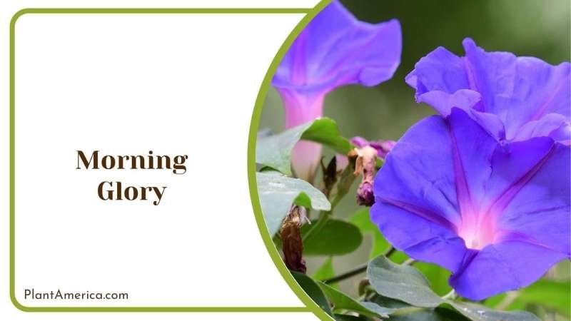 Purple Morning Glory Flower Plant America Purple Morning Glory Flower Plant America