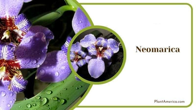 Purple Neomarica on rainy day PlantAmerica